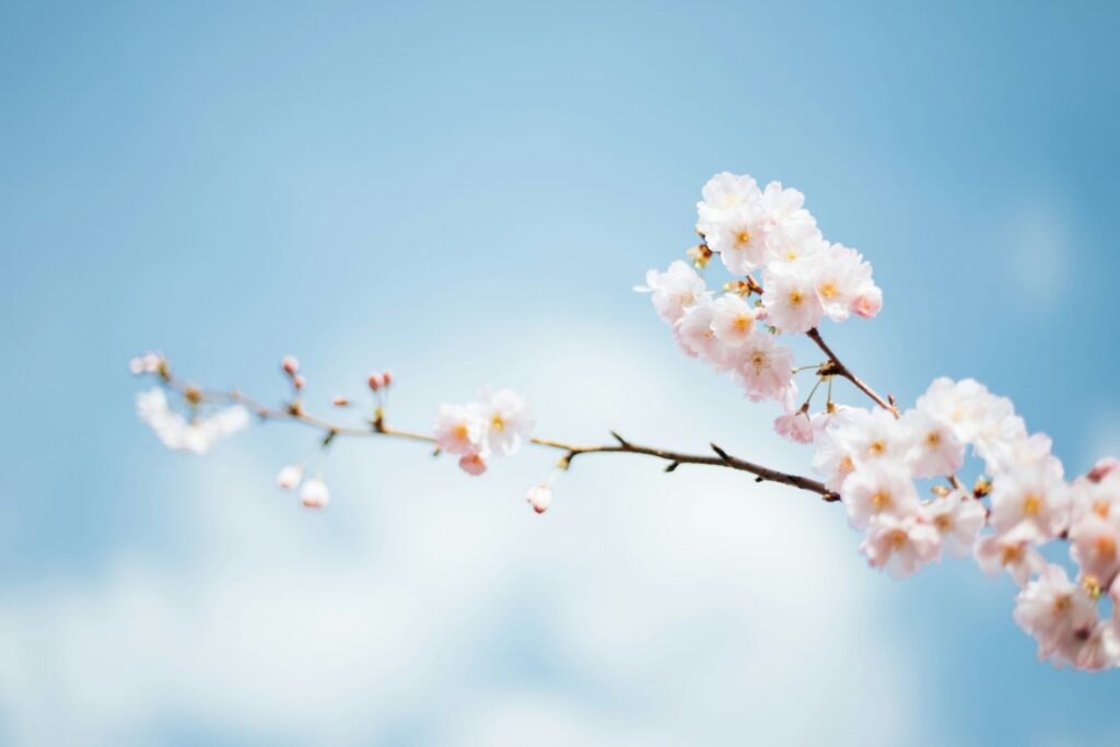 春らしい桜の画像