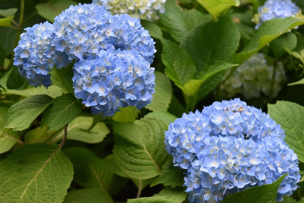 梅雨時期に咲くアジサイの画像