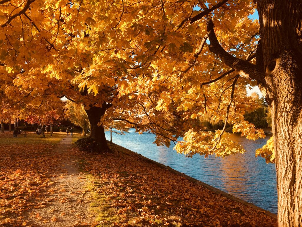 秋の紅葉の画像